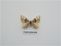 藏品(尺蛾584)的圖片